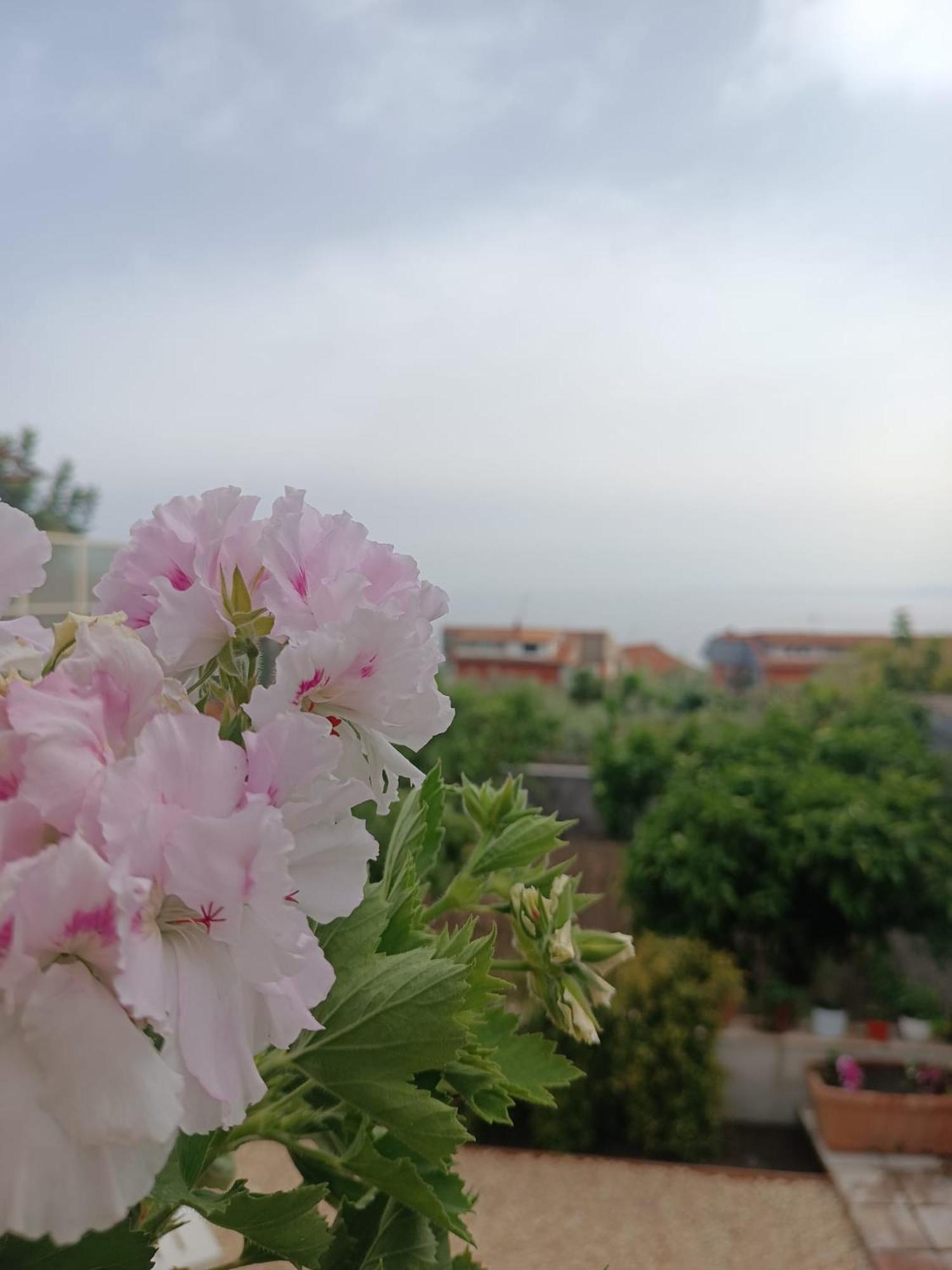 Mosa House Villa Aci Castello Eksteriør billede